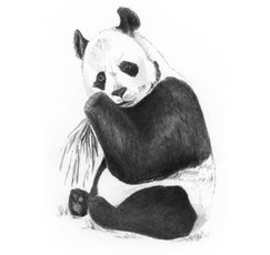 Malovn SKICOVACMI TUKAMI-Panda   SKMIN-107