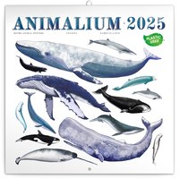 NOTIQUE Poznmkov kalend Animalium 2025, 30 x 30 cm